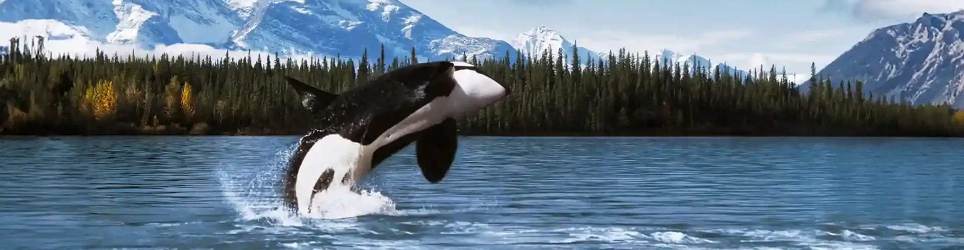 orca breaches AK waters, mountains and trees backdrop